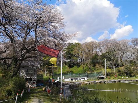 離山公園（はなれやまこうえん）の桜と彼岸花 - 板倉町