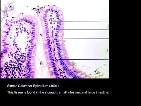 Simple Columnar epithelium(nonciliated) Diagram | Quizlet