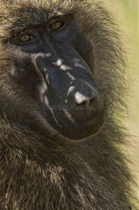 Alpha Male Baboon stock photo. Image of south, alpha - 11780806