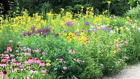 Stauden und Gehölze Naturgarten Tafferner Lahnau