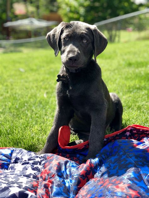 Charcoal Labrador Puppy Charcoal Labrador Labrador Puppy Puppies