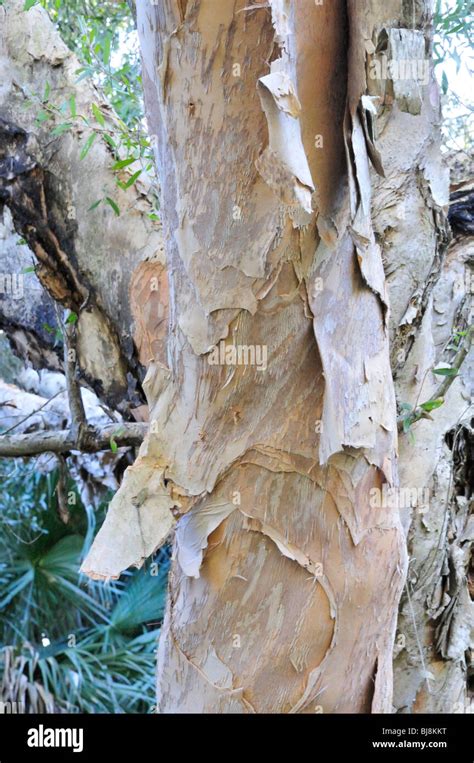 Peeling Bark Of The Paperbark Tree Melaleuca Leucadendra At Ormond