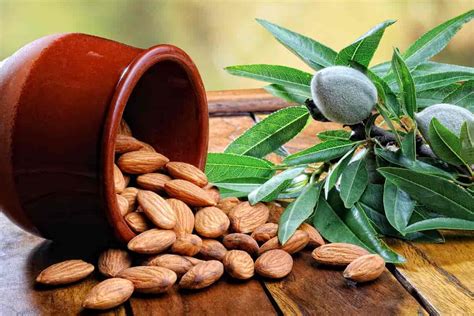 Gurbandi Almonds In Pakistan Kashmiri Badam Vitamins E B Slightly