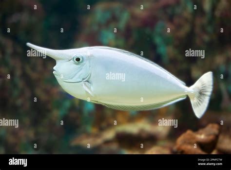 France, Vendee, Noirmoutier island, Noirmoutier en l'ile, Nason unicorn (Naso annulatus) at the ...