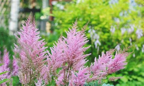 Astilbe Plantation Culture Et Entretien Nos Conseils