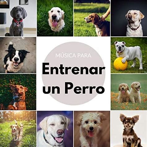 Amazon Música para Entrenar un Perro Canciones Relajantes para