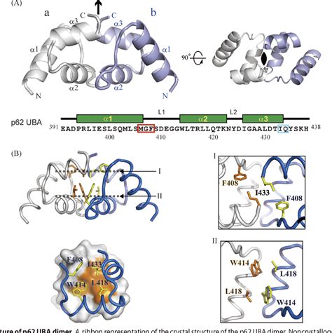 Figure From Crystal Structure Of The Ubiquitin Associated Uba