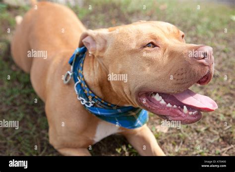 beautiful brown pitbull or mastiff dog, wearing a tartan scarf Stock Photo - Alamy