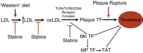 Sources Of Tissue Factor That Contribute To Thrombosis After Rupture Of