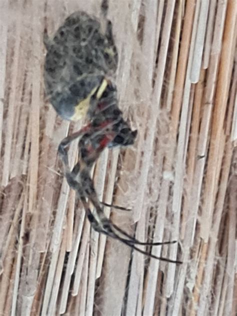 African Hermit Spider From Emangusi South Africa On October