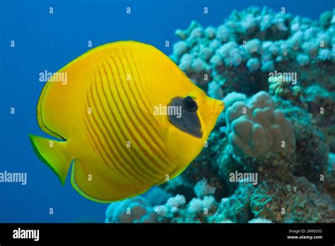 Masked Butterflyfish Chaetodon Semilarvatus Marsa Alam Red Sea