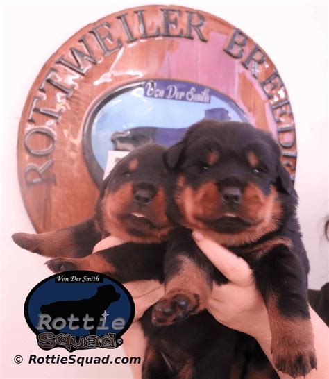 Zamp Maze Litter 2 0 Rottie Squad Kennel