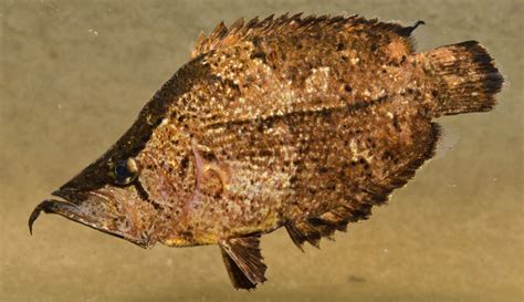 Riqueza de espécies de peixes na bacia amazônica segue padrão inesperado