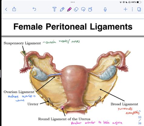 Reproductive System Flashcards Quizlet