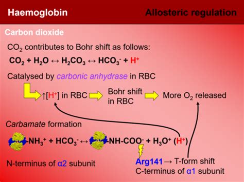 Haemoglobin Flashcards Quizlet