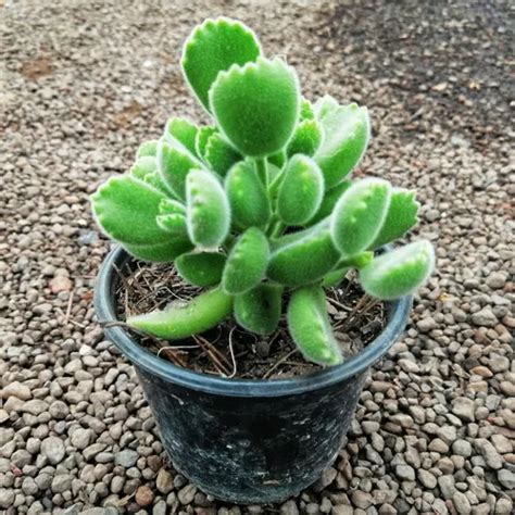 Suculenta Cotyledon Tomentosa Garra De Oso Cultivo En Pulg Meses