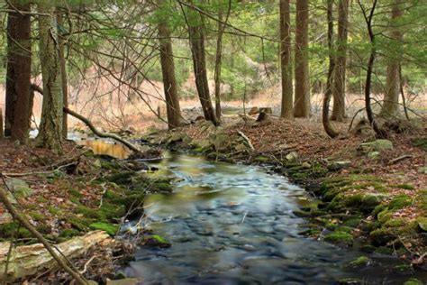 Free Images Tree Creek Swamp Wilderness Hiking Leaf River Moss