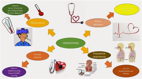 Mapa Mental De Signos Vitales Slingo