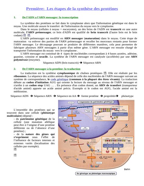 Premi Re Les Tapes De La Synth Se Des Prot Ines