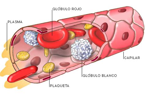 APRENDE y DISFRUTA con las CIENCIAS NATURALES Los vasos sanguíneos