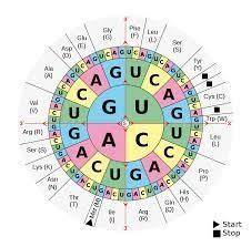 Combined Bio FInal Exam Study Guide DNA Protein Synthesis Structure