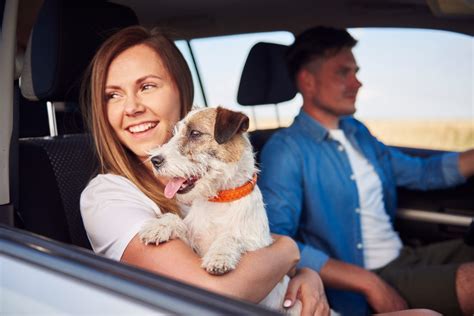 Conoce Las Ventajas De Viajar Con Perro Love Mi Mascota