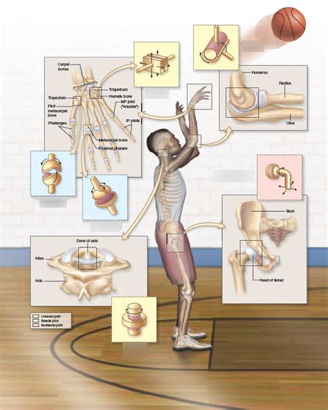 Synovial Joints Diagram Quizlet