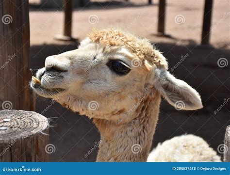 Alpaca With Teeth Sticking Out In Under Bite Stock Image Image Of