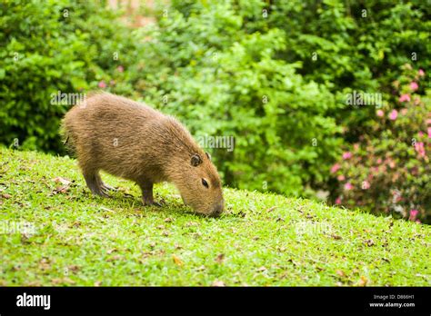 Capybara Hydrochoerus Hydrochaeris The Largest Living Rodent In The