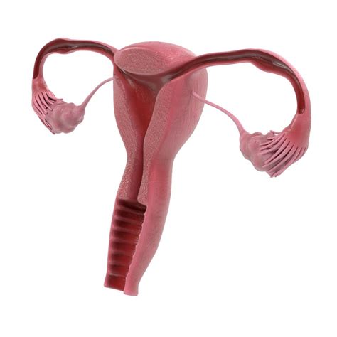 Uterus Section Female Reproductive 3d Model