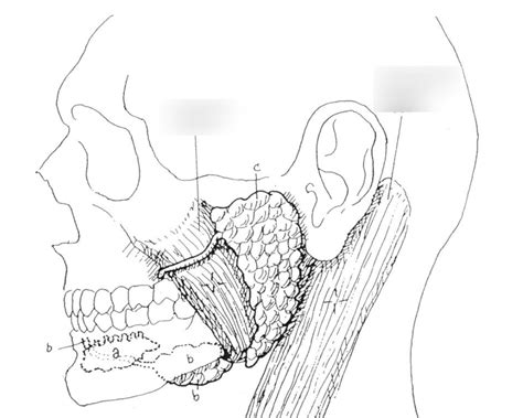 Salivary Glands Diagram Quizlet