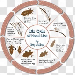 Head Louse Lice Infestation Crab Clip Art - Black - Line Transparent PNG