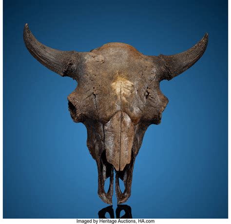 Fossil Bison Skull Bison antiquus ("ancient bison") Pleistocene...