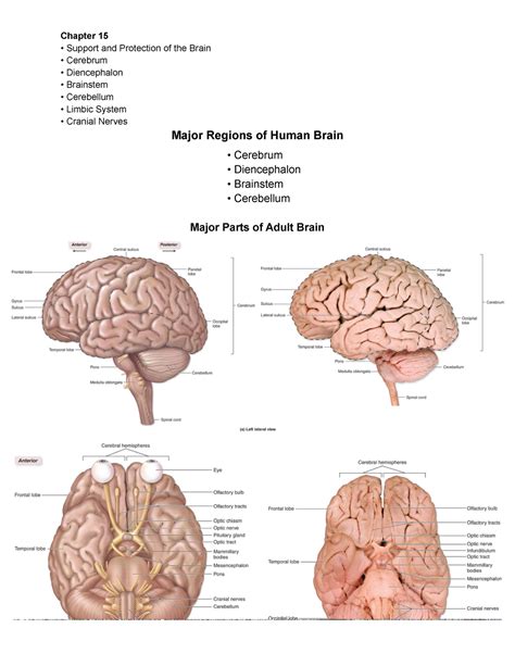 Major Regions Of Human Brain Chapter 15 Support And Protection Of The Brain Cerebrum