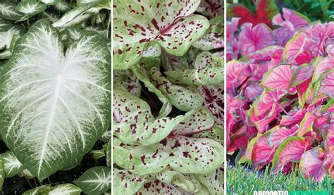 30 Common And Rare Caladium Varieties (With Pictures) | TheGrow