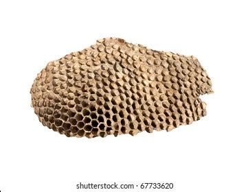 Hornet Nest On White Background Stock Photo 67733620 | Shutterstock