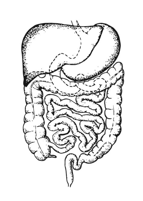 Intestines Drawing at PaintingValley.com | Explore collection of Intestines Drawing