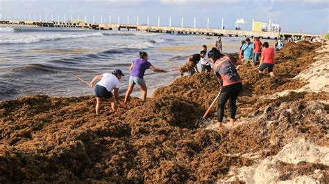 Recolecta Semar más de 85 mil toneladas de sargazo en Quintana Roo