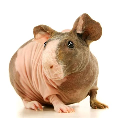 Hairless Guinea Pig For Sale Petco