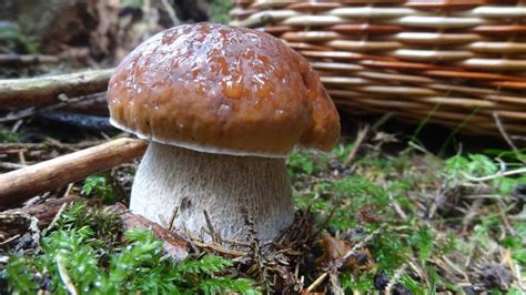 Soria A Tope De Boletus Cesta Y Setas