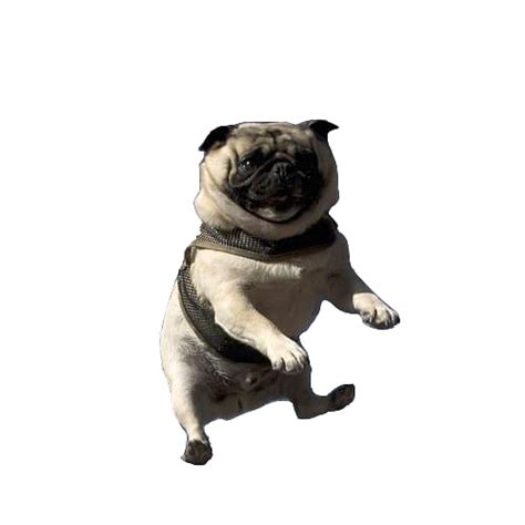 Cute Pug Png Hd Image Png All