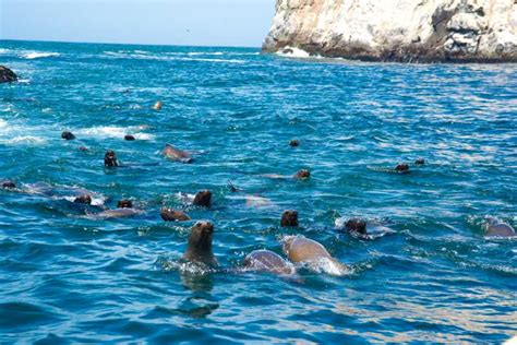 Lima Sea Lion Swim And Wildlife Palomino Islands Cruise Getyourguide