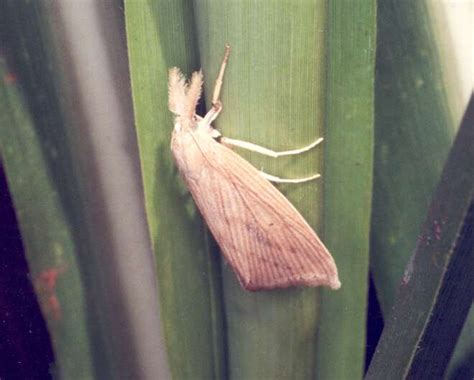 Study: How red rot attacks sugarcane