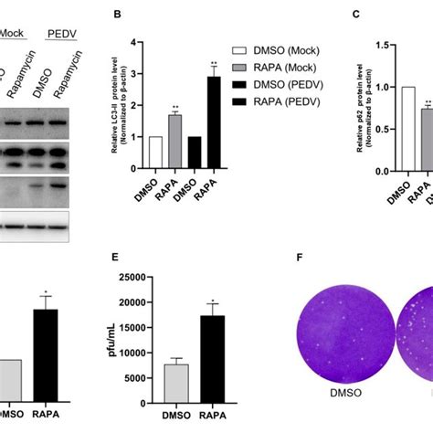 Rapamycin Treatment Induced Pedv Replication Ad Vero Cells Were