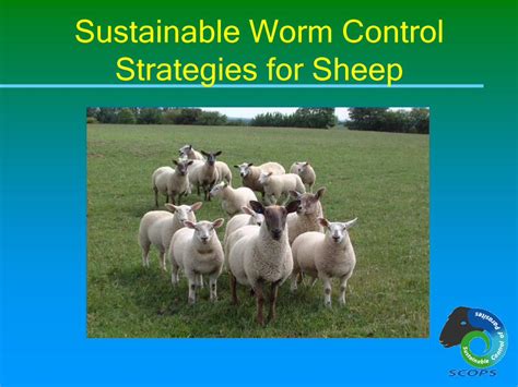 Pdf Sustainable Worm Control Strategies For Sheep Dokumentips