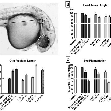 Various Anatomical Features Used To Establish Morphometrics Are