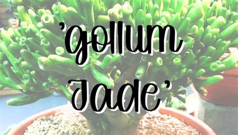 Gollum Jade Feature SUCCULENTdotCARE