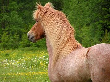 Roan Icelandic Horses