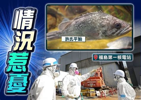 香港即時新聞 東方 福島核電廠檢輻射魚 日領館堅稱魚類絕不流通 無損食安