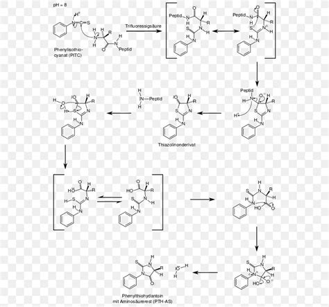 Edman Degradation BKChem Reaction Mechanism /m/02csf, PNG, 562x768px, Edman Degradation, Area ...